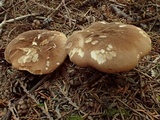 Tapinella atrotomentosa image