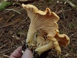 Cantharellus formosus image