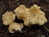 Cantharellus formosus image