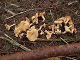 Cantharellus formosus image