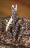 Xylaria longiana image