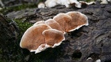 Gloeoporus dichrous image