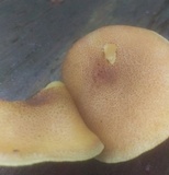 Tricholomopsis rutilans image