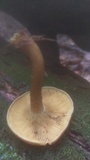 Tricholomopsis rutilans image
