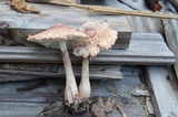 Leucoagaricus americanus image
