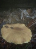 Tricholomopsis rutilans image