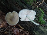 Pluteus americanus image