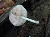 Pluteus americanus image