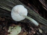 Pluteus americanus image