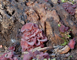 Ascocoryne sarcoides image