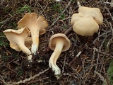 Cantharellus formosus image