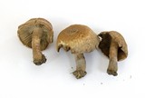 Inocybe corydalina image