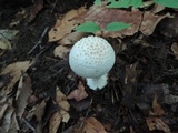 Amanita abrupta image