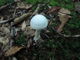 Amanita abrupta image