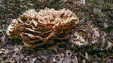 Meripilus sumstinei image