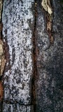 Biscogniauxia atropunctata image