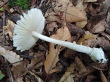 Amanita albocreata image
