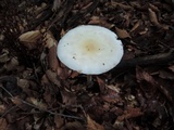 Amanita albocreata image
