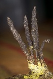 Xylaria longiana image