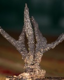Xylaria longiana image