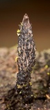 Xylaria longiana image