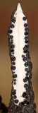 Xylaria longiana image