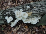 Pleurotus pulmonarius image