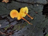 Xeromphalina tenuipes image