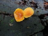 Xeromphalina tenuipes image