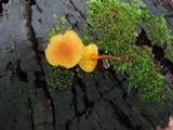 Xeromphalina tenuipes image