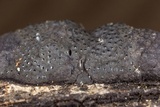 Annulohypoxylon annulatum image