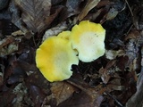 Cantharellus phasmatis image