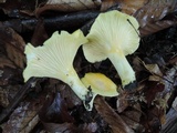 Cantharellus phasmatis image