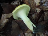 Cantharellus phasmatis image