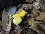 Cantharellus phasmatis image