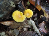 Cantharellus flavus image