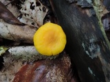 Cantharellus flavus image