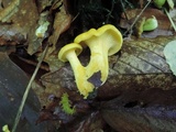 Cantharellus flavus image