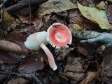Russula uncialis image