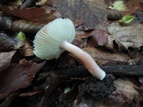 Russula uncialis image