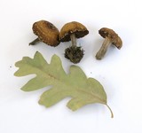 Inocybe corydalina image