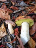 Boletus regineus image