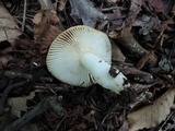 Russula pectinatoides image