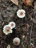 Leucoagaricus rubrotinctus image