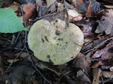 Lactarius argillaceifolius image