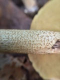 Leccinum rugosiceps image