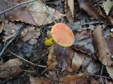 Boletus subfraternus image