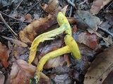 Boletus subfraternus image