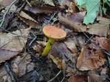 Boletus subfraternus image