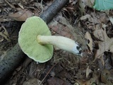 Xerocomus hortonii image